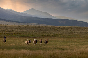 Cowgirl with ranch Horses in Colorado Mountains