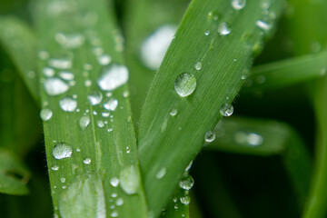 MACRO