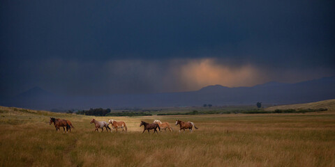 Obraz premium Colorado Ranch Horses running mountains storm approaching 