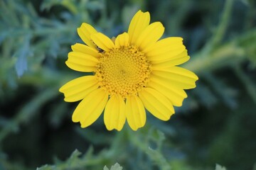 yellow flower on green background