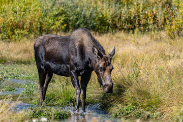 The moose (Alces alces) is the world's tallest, largest and heaviest extant species of deer, Blacktail Ponds Overlook, Grand Teton National Park, Teton County, Wyoming. Snake River