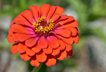 Various garden flowers images. Zinnia flower photos.