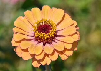 Various garden flowers images. Zinnia flower photos.