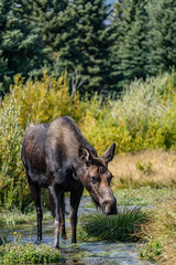 The moose (Alces alces) is the world's tallest, largest and heaviest extant species of deer, Blacktail Ponds Overlook, Grand Teton National Park, Teton County, Wyoming. Snake River