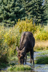 The moose (Alces alces) is the world's tallest, largest and heaviest extant species of deer, Blacktail Ponds Overlook, Grand Teton National Park, Teton County, Wyoming. Snake River