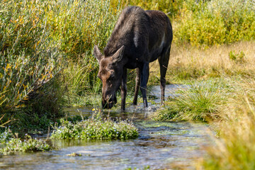 The moose (Alces alces) is the world's tallest, largest and heaviest extant species of deer, Blacktail Ponds Overlook, Grand Teton National Park, Teton County, Wyoming. Snake River