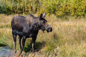 The moose (Alces alces) is the world's tallest, largest and heaviest extant species of deer, Blacktail Ponds Overlook, Grand Teton National Park, Teton County, Wyoming. Snake River
