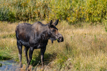 The moose (Alces alces) is the world's tallest, largest and heaviest extant species of deer, Blacktail Ponds Overlook, Grand Teton National Park, Teton County, Wyoming. Snake River