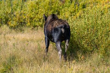 The moose (Alces alces) is the world's tallest, largest and heaviest extant species of deer, Blacktail Ponds Overlook, Grand Teton National Park, Teton County, Wyoming. Snake River