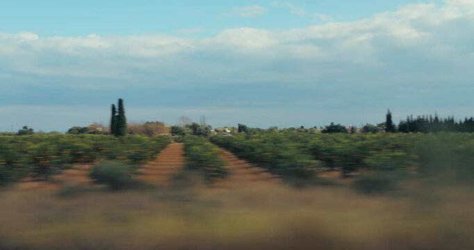 A captivating dynamic view of olive trees combined with a distant landscape is captured in motion, showcasing the breathtaking beauty of natural scenery on a clear day