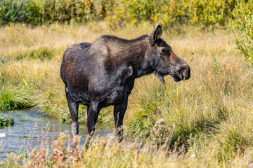 Fototapeta premium The moose (Alces alces) is the world's tallest, largest and heaviest extant species of deer, Blacktail Ponds Overlook, Grand Teton National Park, Teton County, Wyoming. Snake River