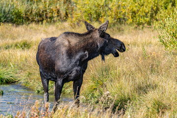 The moose (Alces alces) is the world's tallest, largest and heaviest extant species of deer, Blacktail Ponds Overlook, Grand Teton National Park, Teton County, Wyoming. Snake River