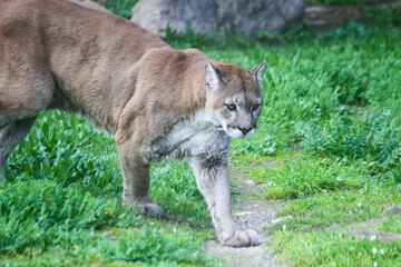 wild animal wildlife