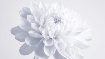 A close-up shot of a single white flower in a decorative vase