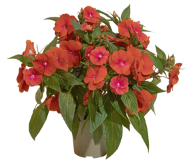Impatiens en pot	
