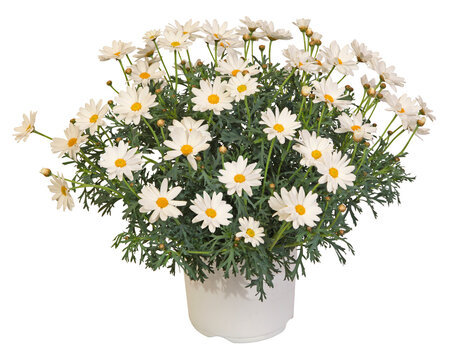 Anthemis Argyranthemum frutescens en pot