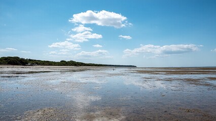 Reflections mirroring a bright blue sky with fluffy clouds across a shallow wetland ecosystem on a sunny day.