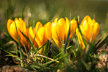 In a meadow, transparent petals of yellow crocuses catch the sunlight