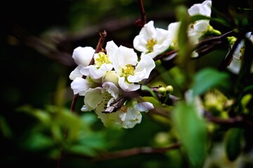 Delicate White Flowers in Bloom