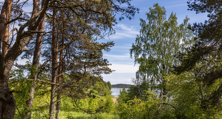 A forest with a lake in the background