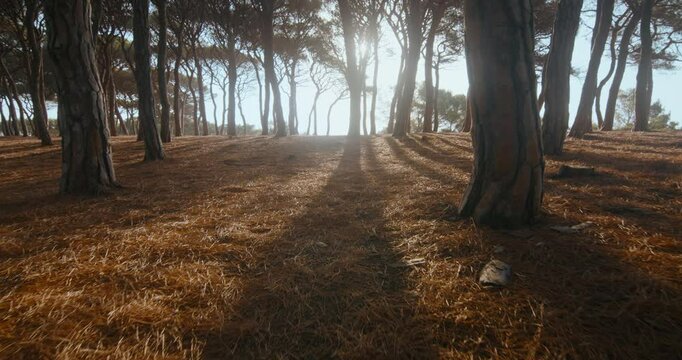 A peaceful and tranquil scene in the forest, featuring tall trees that cast lengthy shadows beneath the warm and soft sunlight, contributing to a serene atmosphere