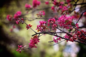 Vibrant Pink Spring Flowers on Branches