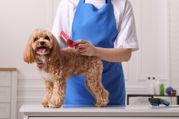 Woman brushing cute Maltipoo dog indoors, closeup