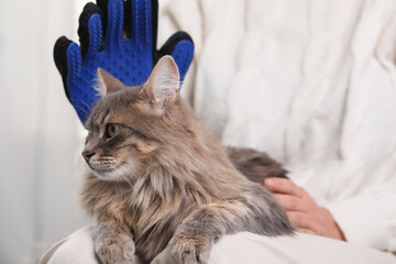 Woman brushing her cat with grooming glove indoors, closeup