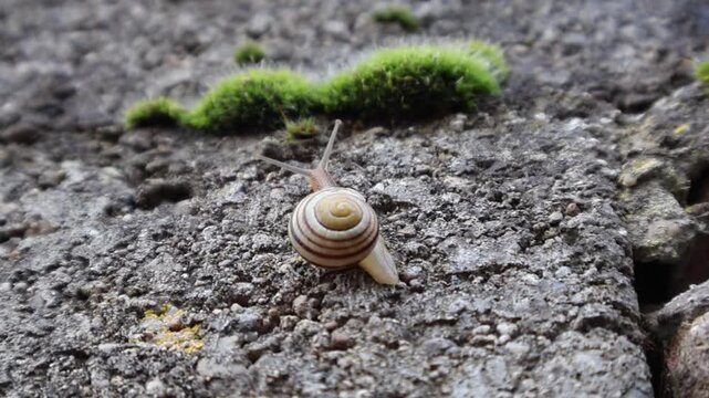 escargot en mouvement