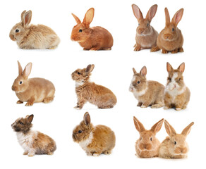 Cute fluffy rabbits isolated on white, set