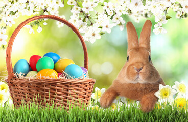 Easter eggs in wicker basket and fluffy rabbit on green grass among narcissus under blooming spring tree