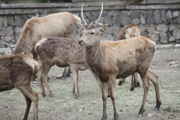 deer in the woods