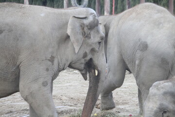 Naklejka premium baby elephant in zoo