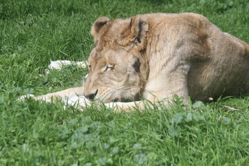 lion and lioness