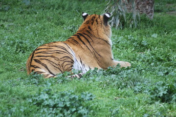 tiger in the green grass