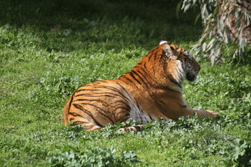 tiger in the grass