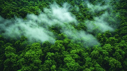 Dense forest shrouded in mist