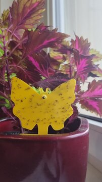 A Yellow Sticky Trap Effectively Capturing a Fungus Gnat, Preventing Indoor Plant Infestation