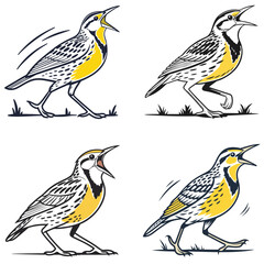 Western meadowlark silhouette, Meadowlark Bird Clipart, Western meadowlark landing on branch Illustration in black and white