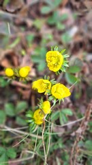 yellow flower in the garden