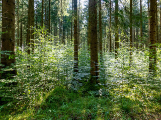 Obraz premium Landscape near Siegertsbrunn in Bavaria.