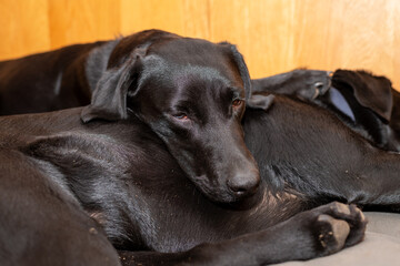 Photo of a pair of pedigree black Labradors cuddling up together