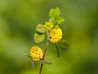 Trifolium campestre or hop trefoil flower, close up. Yellow or golden clover with green leaves. Wild or field clover is herbaceous, annual and flowering plant in the bean or legume family Fabaceae.