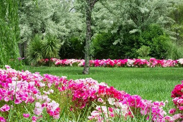 Photos of various garden flowers for decorative purposes.