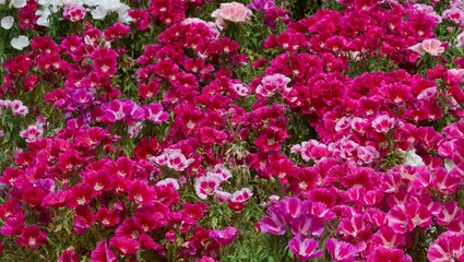 Photos of various garden flowers for decorative purposes.