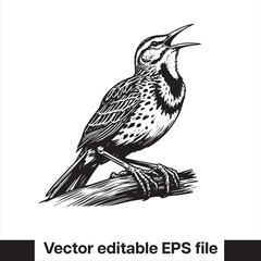Western meadowlark silhouette, Meadowlark Bird Clipart, Western meadowlark landing on branch Illustration in black and white