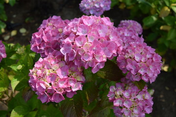 ゲルダスタインゲール（アジサイ）