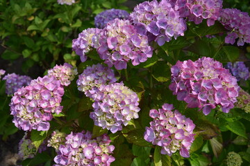 ゲルダスタインゲール（アジサイ）