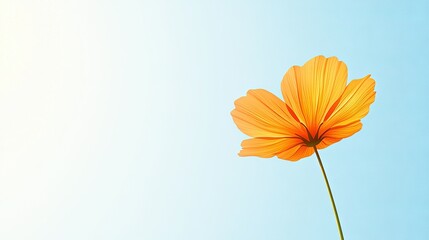   A single yellow flower in front of a blue sky, centered in the image