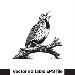 Western meadowlark silhouette, Meadowlark Bird Clipart, Western meadowlark landing on branch Illustration in black and white